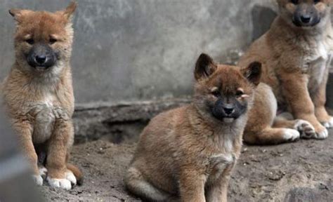 Dingo Cubs Baby Animal Zoo