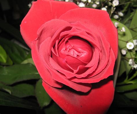 Another Beautiful Red Rose Free Stock Photo Public Domain Pictures