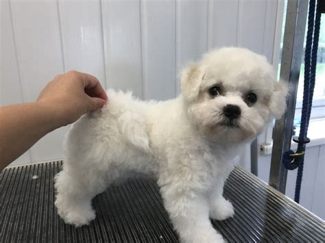 Our precious cavachon puppies for sale are healthy & smart. Bichon Frise Puppies For Sale | Houston, TX #233958