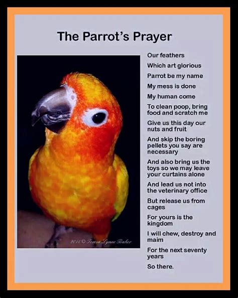 Cute bird poem | Parrot, Pet birds, Conure parrots