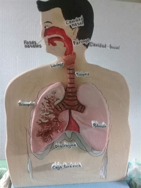 Maquetas Del Sistema Respiratorio Diy