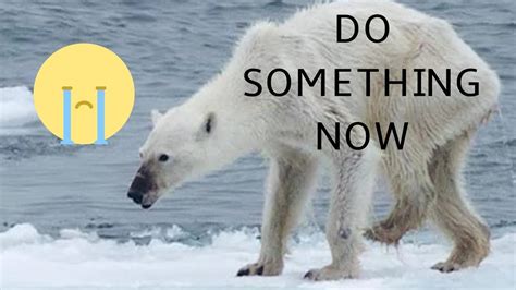 Polar Bear Dying From Global Warmingstarving To Death Short Film