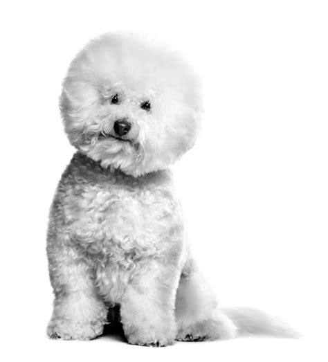 The Bichon Frise Information Facts And Advice Royal Canin