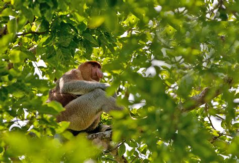 Proboscis Monkey Sits In A Tree In Borneo Sitting Pretty