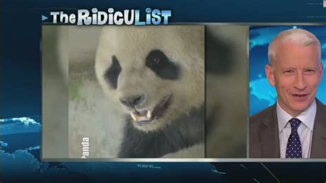 Panda Gets Frisky Breaks Record Cnn Video
