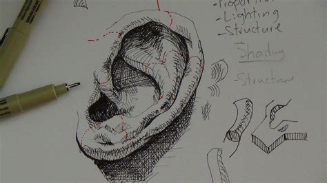 Pen And Ink Drawing Tutorials How To Draw A Realistic Ear