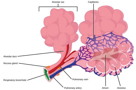 Respiratory System Alveoli And Capillaries