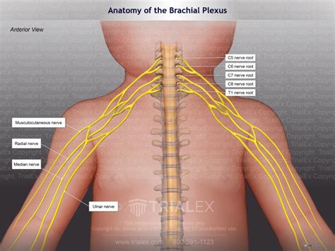 Anatomy Of The Brachial Plexus Of An Infant Trialexhibits Inc