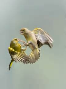 Two Gray And Yellow Bird Flying And Fighting Hd Wallpaper Wallpaper Flare
