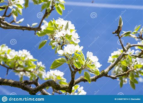 Spring White Blossom Of Pear Tree Garden With Fruit Trees In Betuwe