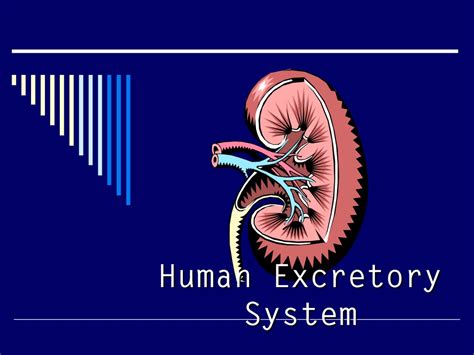 Ppt Human Excretory System Powerpoint Presentation Free Download Id9608432