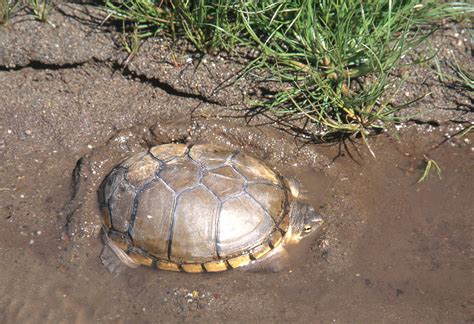 Yellow Mud Turtle Photograph By Karl H Switak Pixels