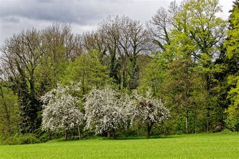 White Flowering Apple Trees At Forest Spring Season Nature Background