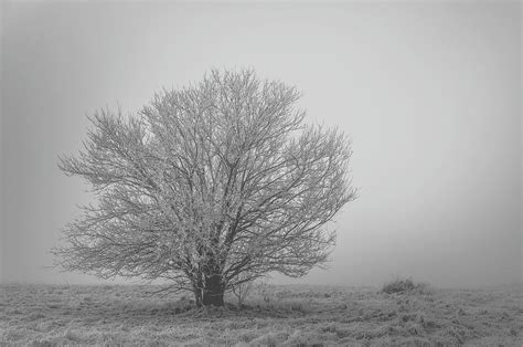 Tree In The Fog Photograph By Jackie Eatinger Fine Art America