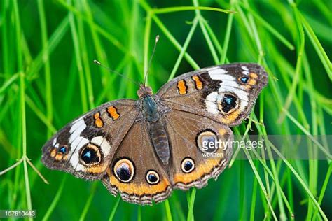 Common Buckeye Butterfly Photos And Premium High Res Pictures Getty