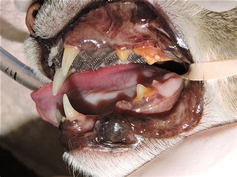If your cat has chronic vomiting. Helping Cats Get Needed Dental Care | Clinician's Brief