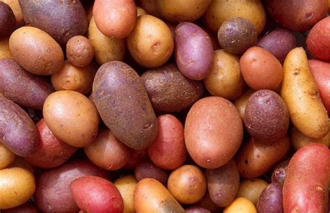 21 Different Types Of Potato Varieties With Pictures Yard Surfer
