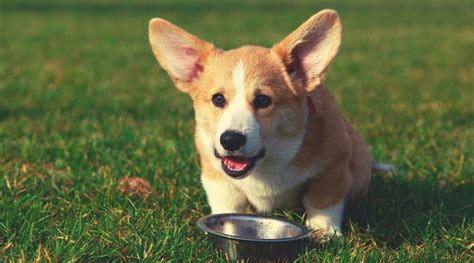The best senior dog food for your dog will depend on current health condition. Best Dog Foods For Corgis: Puppies, Adults & Seniors