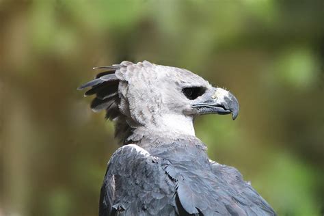 Harpy Eagle Panama National Bird Photograph By Marlin And Laura Hum