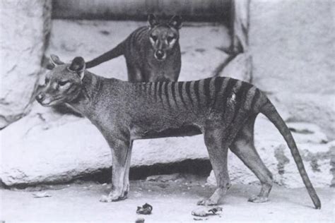 This Colorized 1933 Footage Shows The Last Known Tasmanian Tiger
