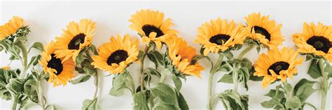 Your roses sunflowers background stock images are ready. 16 Sunflower Facts That Are So Sweet - ProFlowers Blog