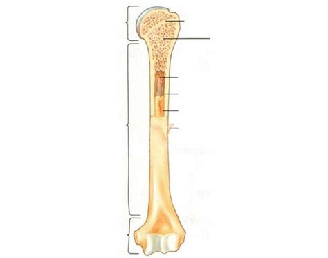 Long Bone Diagram Long Bone Labeled 192 Bone Concepts Of Biology