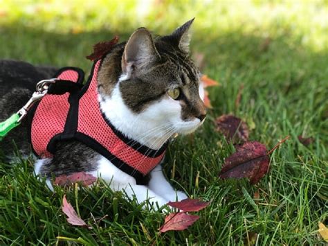 Best Cat Harness For Walking Your Cat In 2024 Obey My Cat