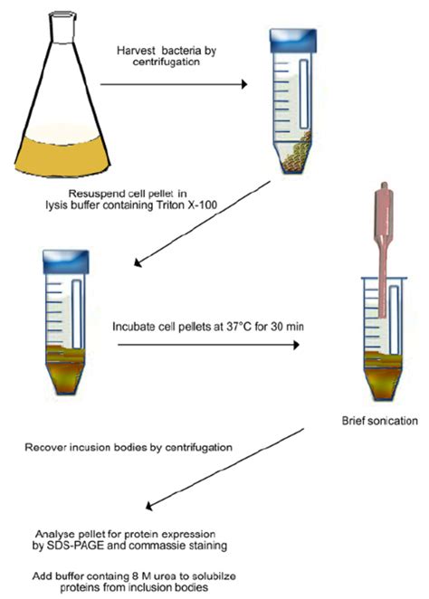 Scheme Of Purification Of Inclusion Bodies As Described In Step 21