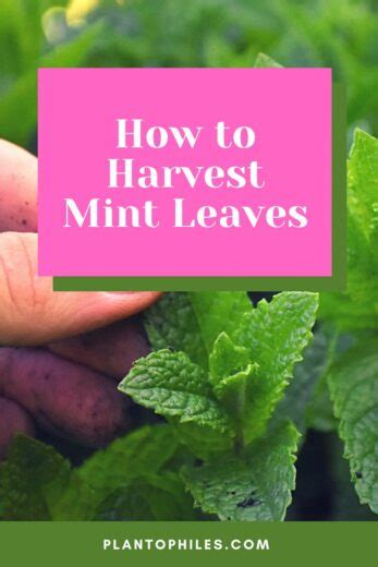 How To Harvest Mint Leaves — 1 Best Tips