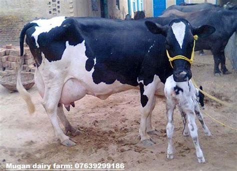 It's the real deal folks! Cows Manufacturer by Murugan Dairy Farm karur Tamil Nadu India