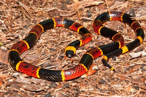 Southern Snake Varieties What Are Common Snakes In The South Central Us