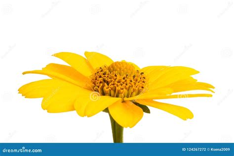 Yellow Flower Isolated Stock Photo Image Of Petal Nature 124267272