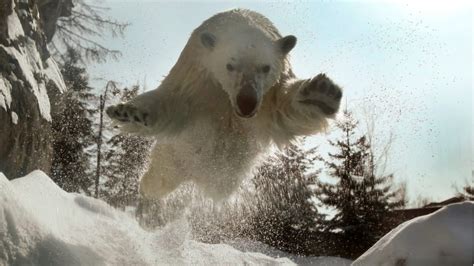 ‘mass Invasion Of Polar Bears Terrorizes Remote Russian Islands