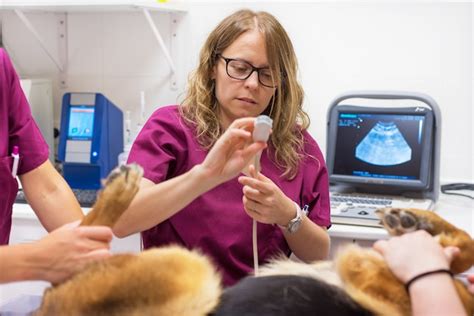 Premium Photo Veterinary Doctor Ultrasound Scan In Veterinary Clinic