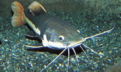 The basic version includes a glowing laser dot i've yet to meet a cat that doesn't like fish, whether chowing down on it or simply stalking the fishbowl. Catfish | Facts, Information and Habit of the Catfish Group