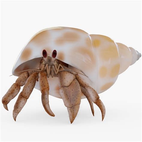 3d Model Hermit Crab With Hair Cgtrader