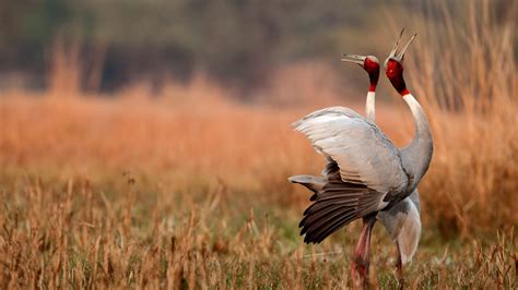 Keoladeo National Park History Location Details Ticket Price Timings Adotrip