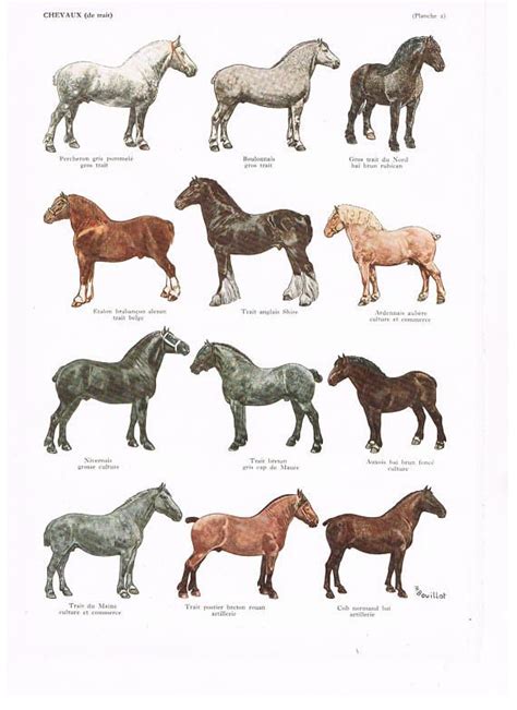 Rare Original Page Horse Breed Lithograph Dictionary Etsy Horse