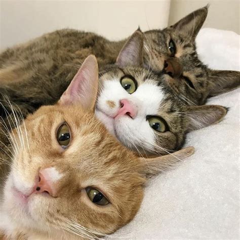 Sur akspic.com vous pouvez télécharger gratuitement les fonds d'écran et les images sur le thème de chat mignon. 25 photos qui prouvent que les chats sont les êtres les ...