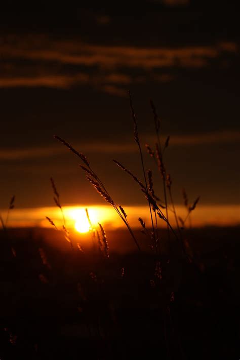 Sunset Grass Sun Dark Nature Hd Phone Wallpaper Peakpx