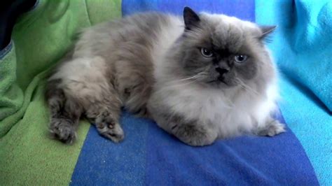 Himalayan cats and their history, photos, pedigrees, articles. Little Girl - Blue Point Doll Face Himalayan Persian Cat ...