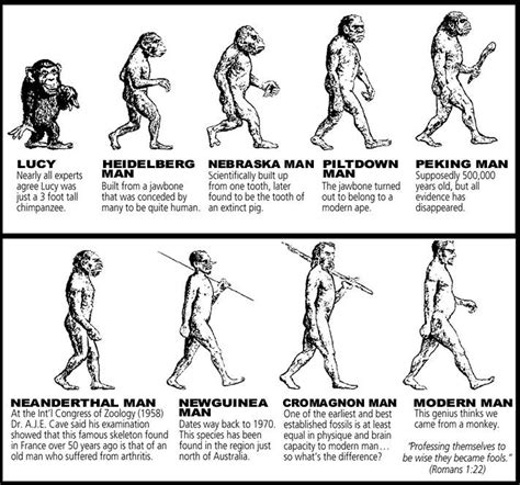 Evolution Human Evolution Evolution Science Evolution