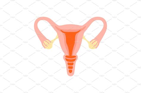 Female Reproductive System Healthy Womb ~ Graphic Objects ~ Creative