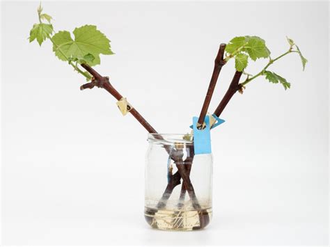 Grapevine Transplant Info Moving Grapevine Roots Or Starting New Ones