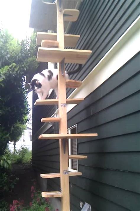 Duke Using His Cat Ladder Up To No Good Youtube
