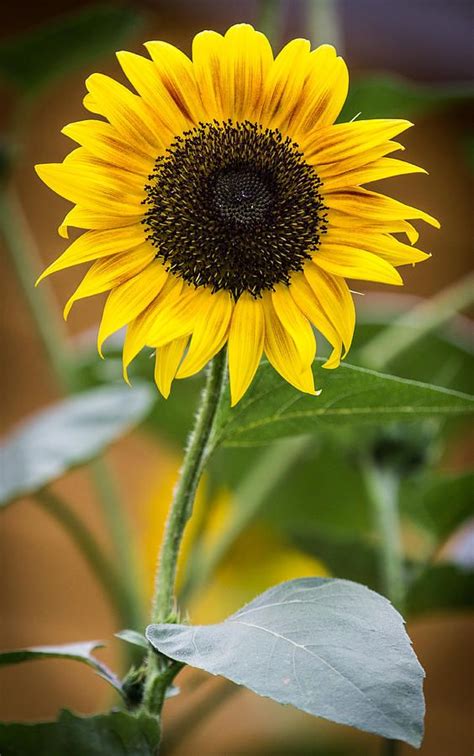 Wild Sunflower By Brian Manfra Wild Sunflower Sunflowers And Daisies