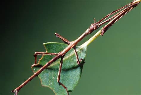 What Gives With Insects Pretending To Be Sticks And Leaves Wired