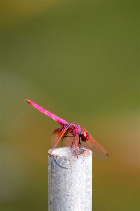 Free Images Pink Insect Macro Photography Plant Stem Dragonfly