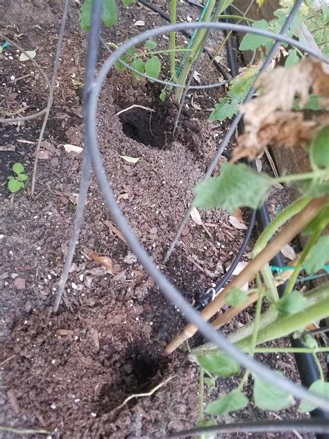 Whats Making Holes In My Garden More Info In Comments Rtexas