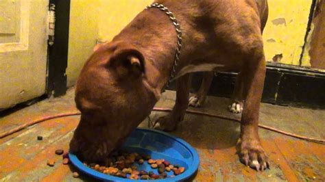 Hazel Eats 1 Can Of Dry Dog Food In 2 Minutes Youtube
